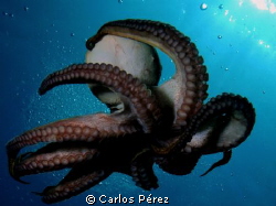 "Dancing Octopus I" by Carlos Pérez 
